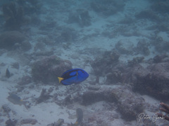 Paracanthurus hepatus