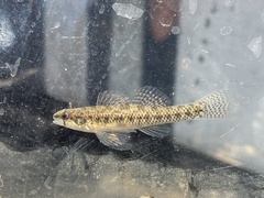 Etheostoma proeliare