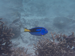Paracanthurus hepatus