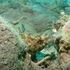 Oxylebius pictus