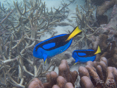 Paracanthurus hepatus