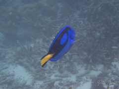 Paracanthurus hepatus