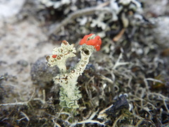 Cladonia bellidiflora