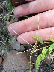 Digitaria radicosa