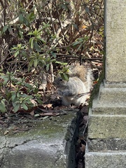 Sciurus carolinensis