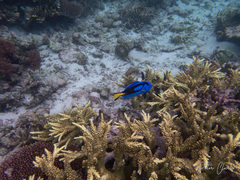 Paracanthurus hepatus