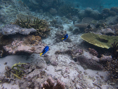 Paracanthurus hepatus