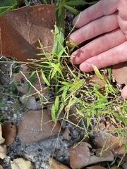 Digitaria radicosa