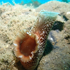 Zirfaea pilsbryi