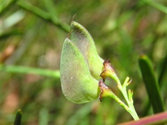 Daviesia leptophylla