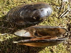 Sagittunio subrostratus