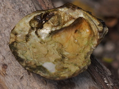 Cyclonaias tuberculata