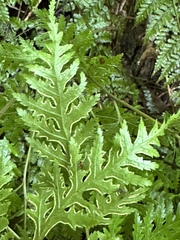 Pteris macilenta