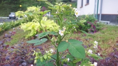 Oxalis barrelieri