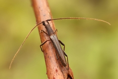 Listrocerum aeolis