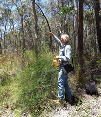 Daviesia leptophylla