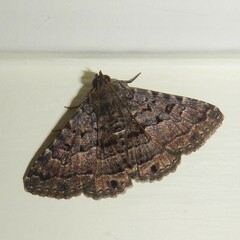 Diatenes aglossoides