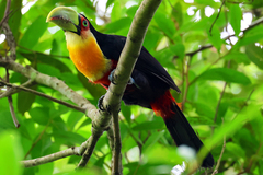 Ramphastos dicolorus