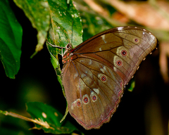 Morpho menelaus