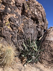 Dudleya saxosa collomiae