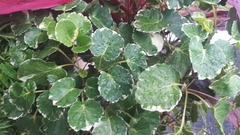 Polyscias balfouriana