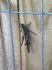 Schistocerca americana