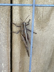 Schistocerca americana