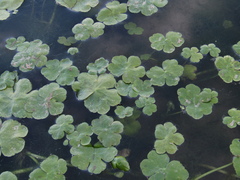 Hydrocotyle ranunculoides
