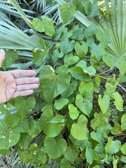 Ipomoea alba