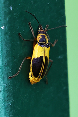 Chauliognathus flavipes