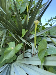 Ipomoea alba