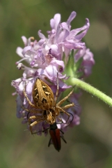Oxyopes heterophthalmus