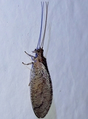 Nusalala tessellata