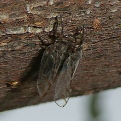 Homotoma ficus