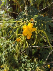Senna multiglandulosa