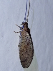 Nusalala tessellata