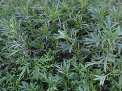 Senecio brasiliensis