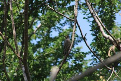 Melanerpes hypopolius