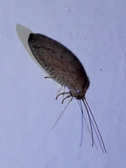 Nusalala tessellata