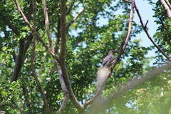 Melanerpes hypopolius