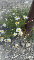 Tripleurospermum