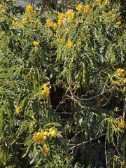 Senna multiglandulosa