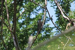 Melanerpes hypopolius