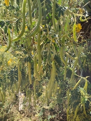 Senna multiglandulosa
