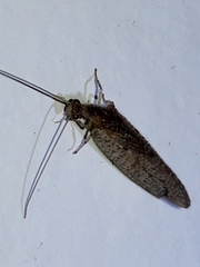 Nusalala tessellata