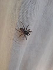 Menemerus semilimbatus