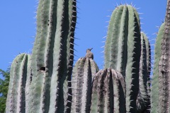 Melanerpes hypopolius