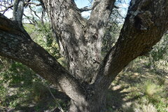 Prosopis nigra