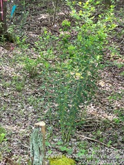 Euphorbia purpurea