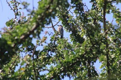 Melanerpes hypopolius